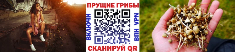 Галлюциногенные грибы Cubensis  даркнет сайт  Южно-Сухокумск 
